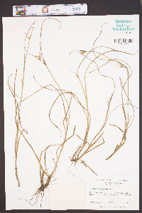 Scleria ciliata image