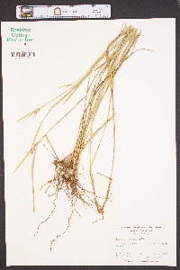 Scleria triglomerata image