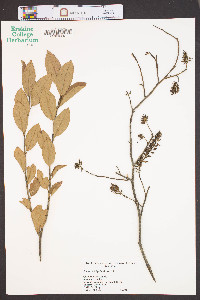 Cyrilla racemiflora image