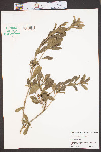 Cyrilla racemiflora image