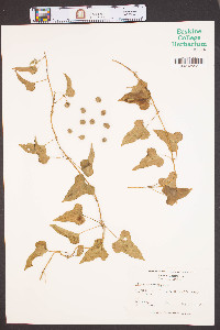 Dioscorea polystachya image