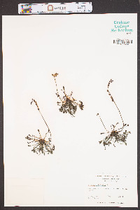 Drosera intermedia image