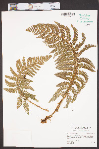 Polystichum setiferum image