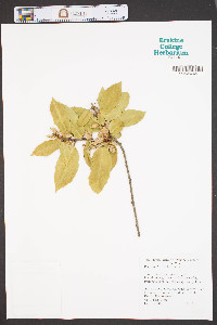 Elaeagnus pungens image