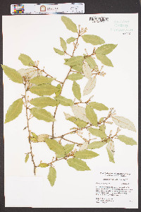 Elaeagnus pungens image