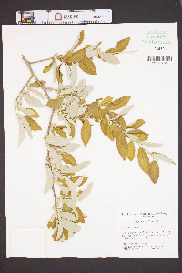 Elaeagnus umbellata image
