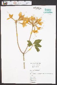 Rhododendron calendulaceum image