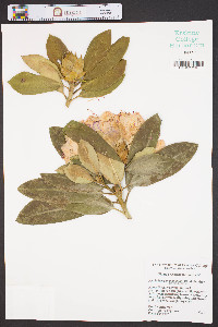 Rhododendron catawbiense image