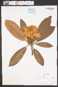 Rhododendron maximum image