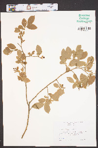 Vaccinium hirsutum image