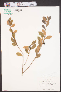 Vaccinium sempervirens image