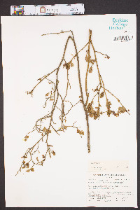 Vaccinium vacillans image