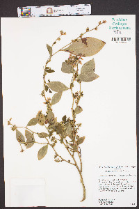 Vaccinium virgatum image