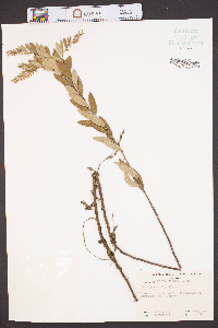 Cassandra calyculata image