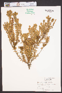 Kalmia buxifolia image