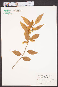 Leucothoe axillaris image