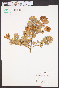 Lyonia ferruginea image