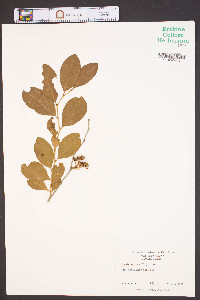 Lyonia mariana image
