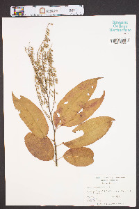 Oxydendrum arboreum image