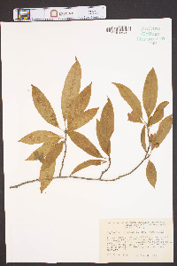 Oxydendrum arboreum image