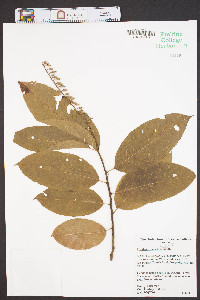 Oxydendrum arboreum image