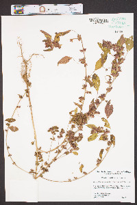 Acalypha rhombifolia image