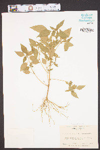 Acalypha rhombifolia image