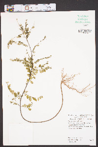 Phyllanthus caroliniensis image