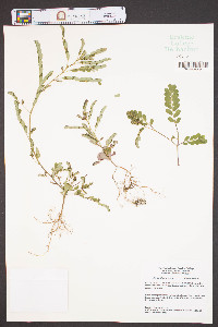 Emblica urinaria image