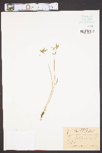 Euphorbia mercurialina image