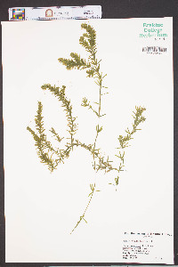 Hydrilla verticillata image