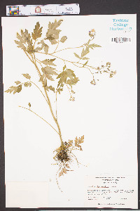 Phacelia bipinnatifida image