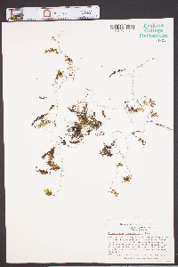 Hymenophyllum tunbrigense image