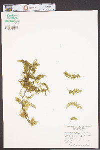 Vandenboschia boschiana image