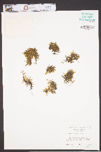 Trichomanes petersii image