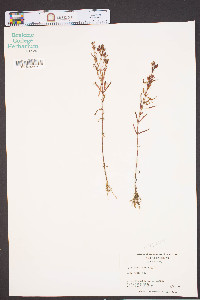 Hypericum canadense image