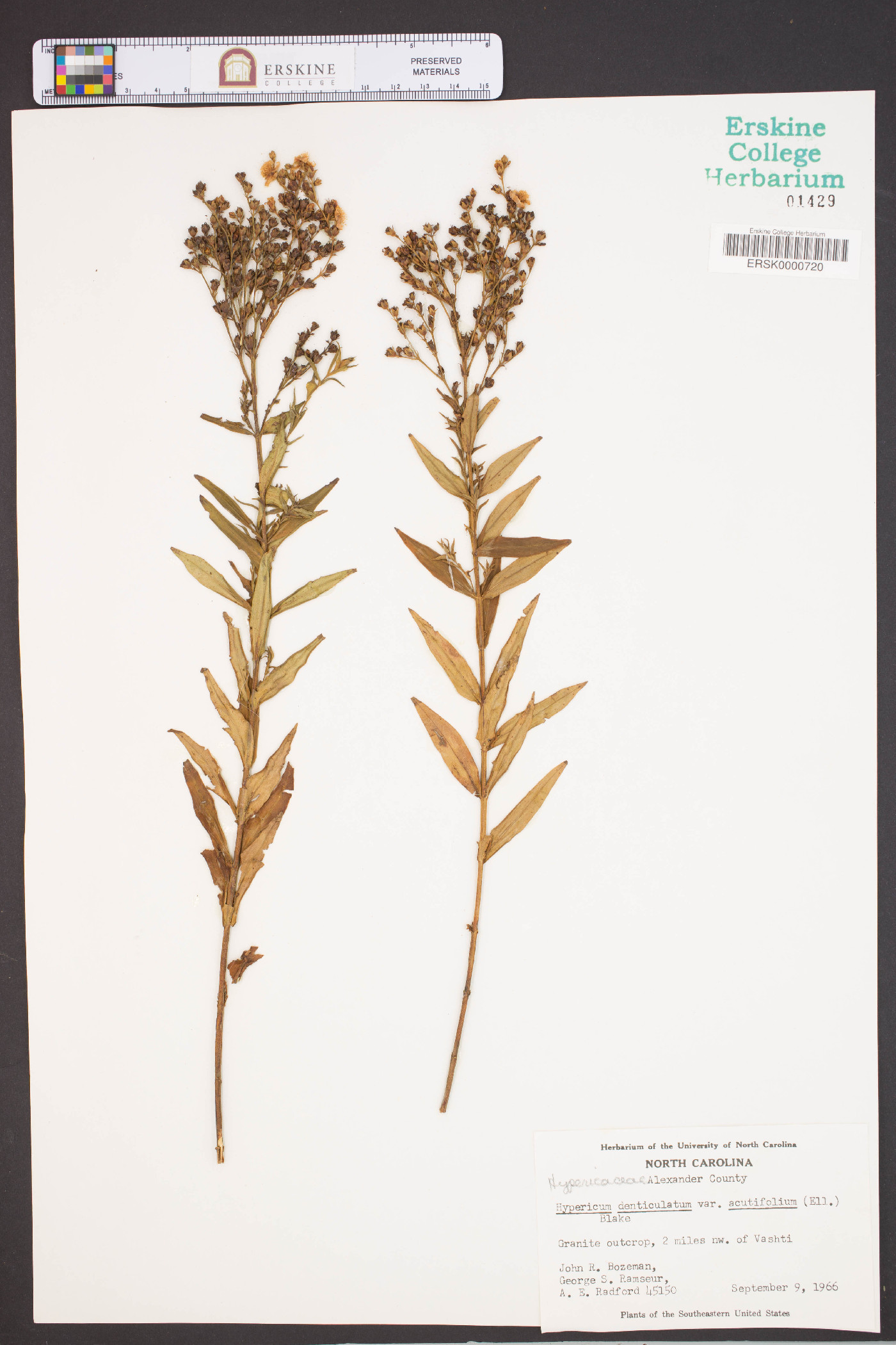 Hypericum denticulatum var. acutifolium image