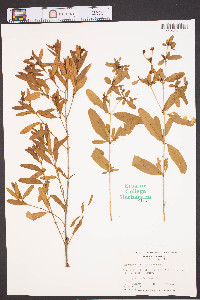 Hypericum frondosum image