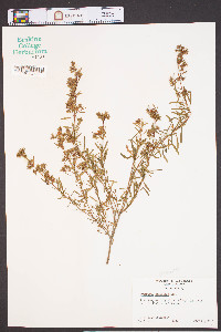 Hypericum galioides image