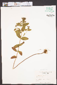 Hypericum mitchellianum image