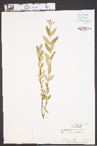 Hypericum nudiflorum image