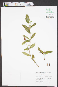 Hypericum prolificum image