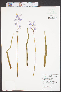 Camassia scilloides image