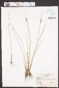 Sisyrinchium albidum image