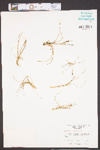 Triglochin striata image