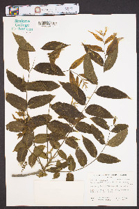 Carya illinoinensis image