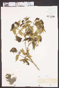 Carya illinoinensis image