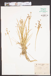 Luzula bulbosa image