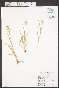 Luzula bulbosa image