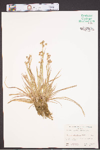 Luzula multiflora image